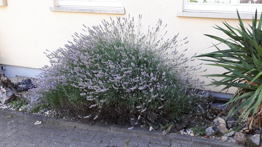 Апартаменты Winzerhof Senn Фогтсбург Экстерьер фото